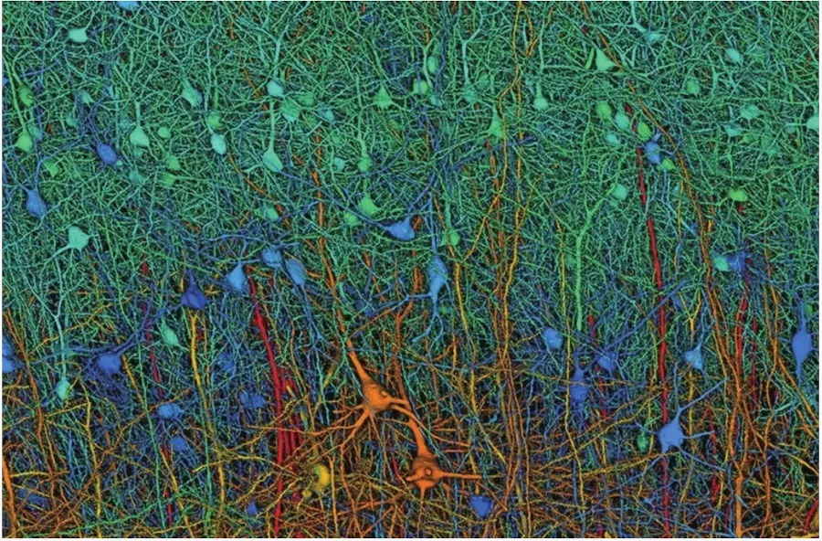 計(jì)算機(jī)模擬的神經(jīng)元連接圖譜